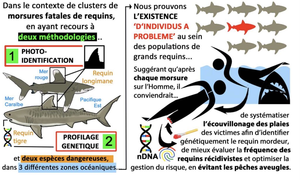 Les ‘requins à problème’ existent bien et il est temps d’adapter la gestion du risque requin…